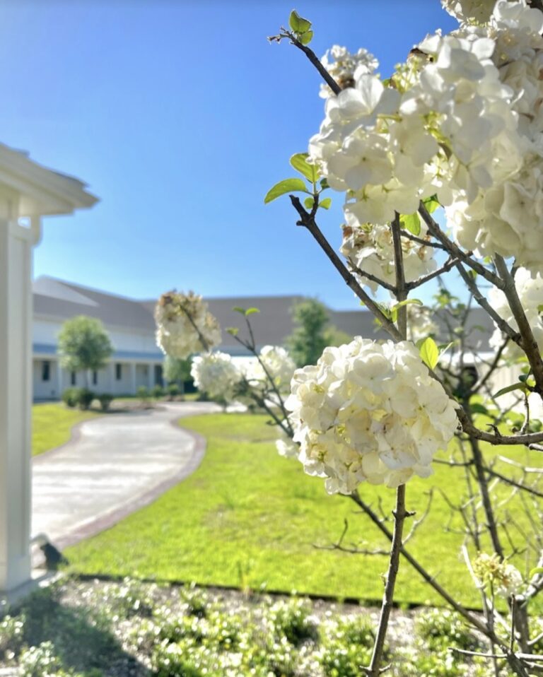 White flowers in sunny garden courtyard.